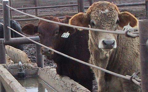 image of the livestock watering valve in use